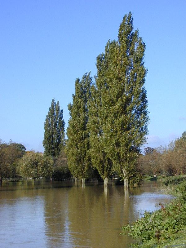 Sheep's Green north of Fen Causeway, trees in water, Cambridge, England