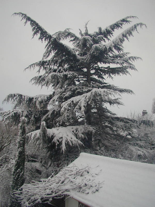cedar tree, Roseford Road, Cambridge, England