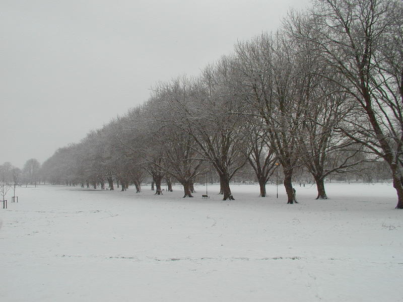 Plane trees, Jesus Green, Cambridge, England