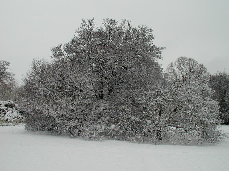 Birch and Medlar trees, Fellow's Garden, Trinity College, Cambridge, England