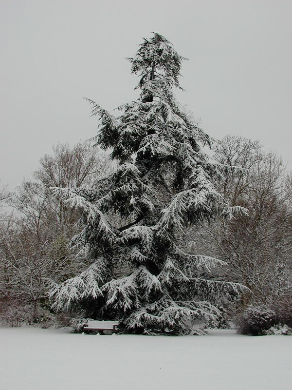 tree, Fellow's Garden, Trinity College, Cambridge, England
