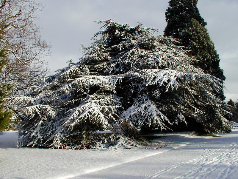 tree, Botanic Garden, Cambridge, England