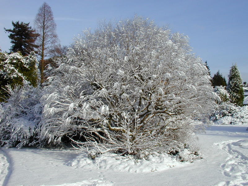 shrub, Botanic Garden, Cambridge, England
