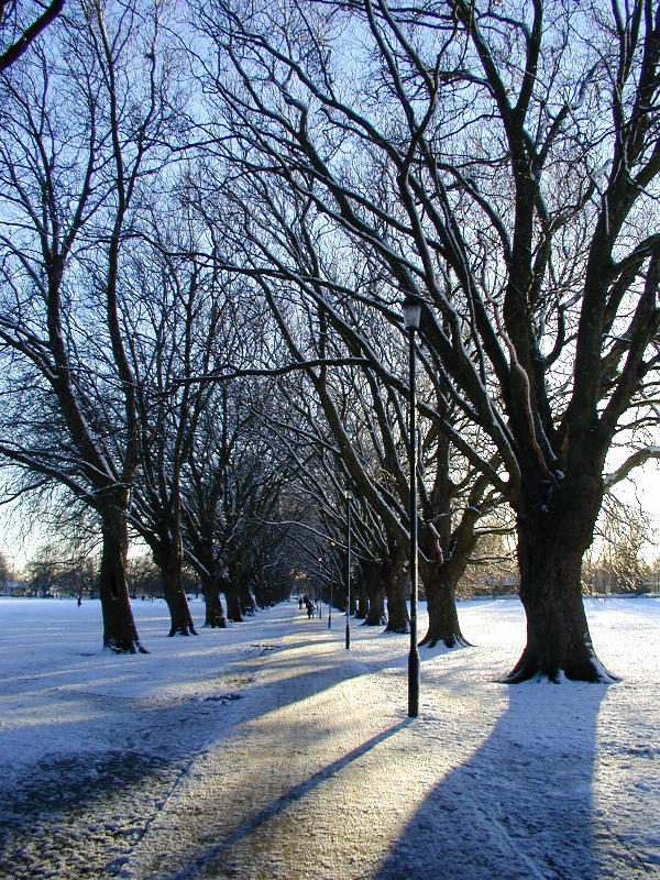 Plane trees, Jesus Green, Cambridge, England