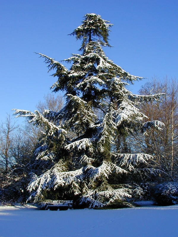 cedar tree, Trinity College Fellows' Garden, Cambridge, England