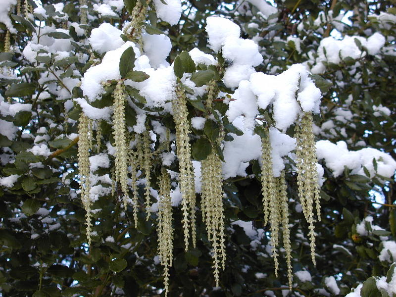 Feverbush, Cambridge, England