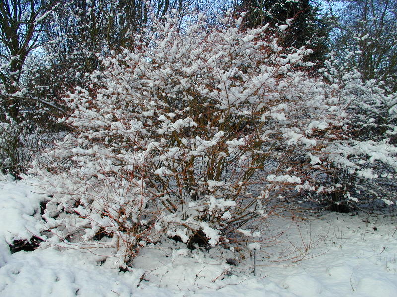 Common Dogwood, Cambridge, England