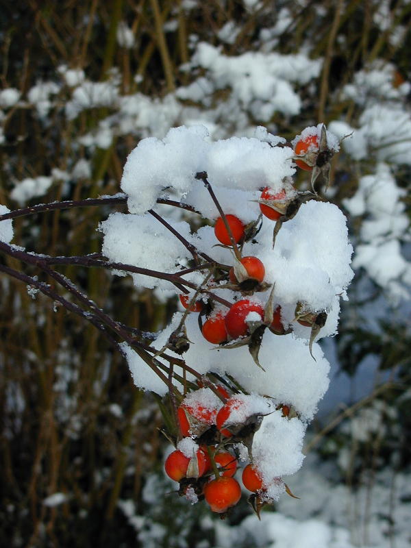 rose hips, Botanic Garden, Cambridge, England