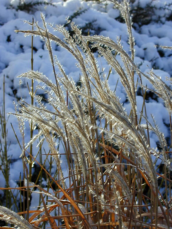 Purple Silver Grass, Cambridge, England