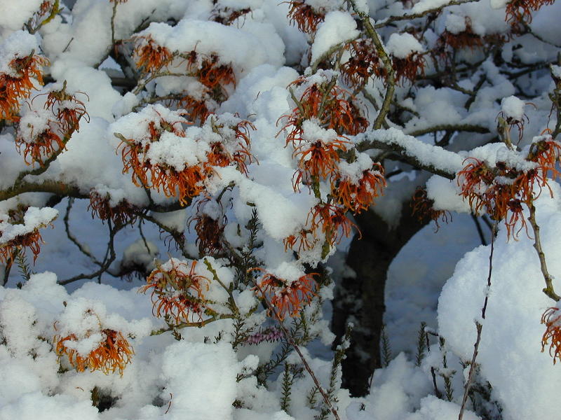 Witch Hazel, Cambridge, England