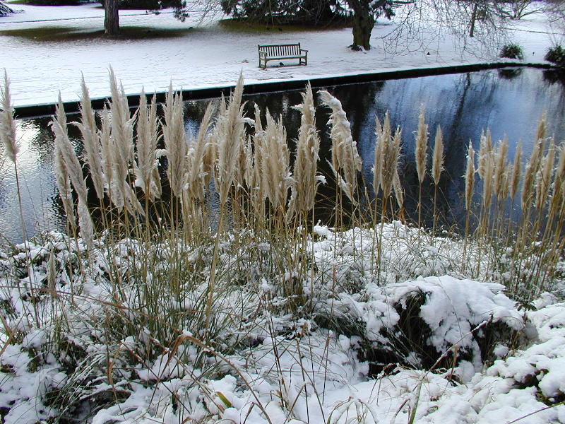 Pampas Grass, Cambridge, England