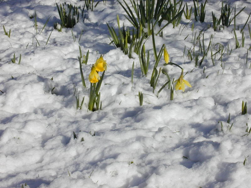 daffodils, Botanic Garden, Cambridge, England