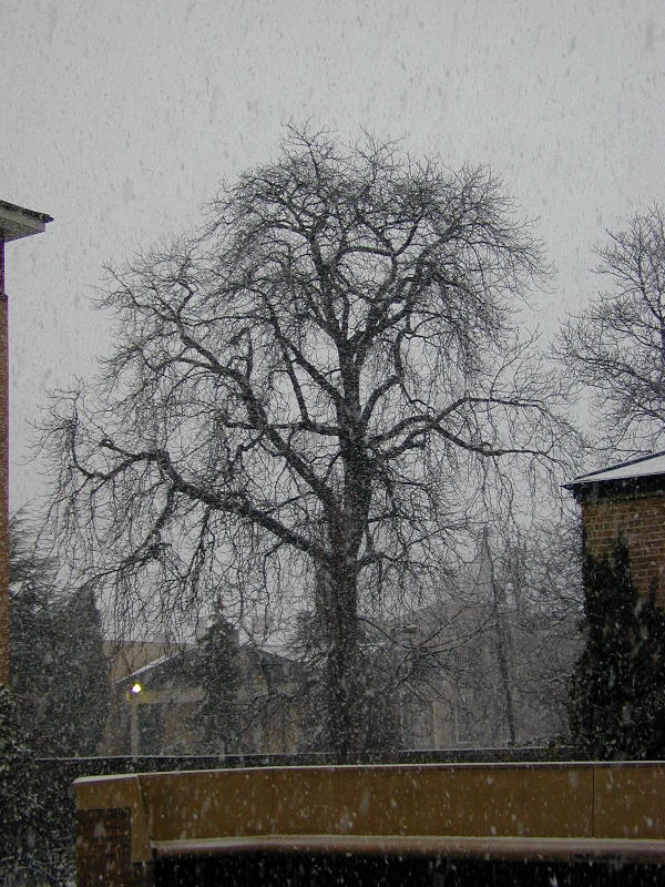 tree in afternoon flurry, Tennis Court Road, Cambridge, England