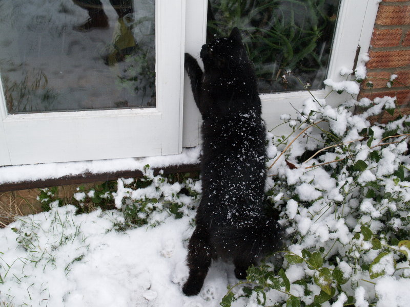 Czarek deciding ten seconds in the snow is enough for a cat, Cambridge, England