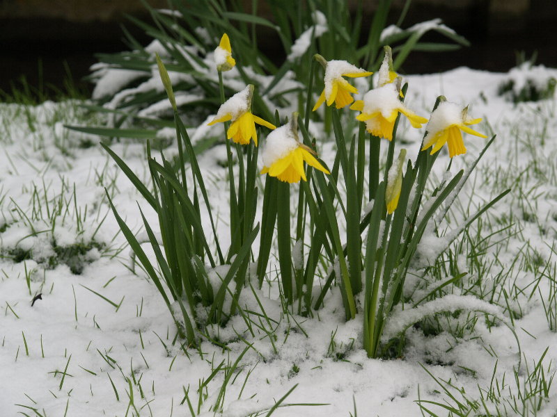 Daffodils, St John's College, Cambridge, England