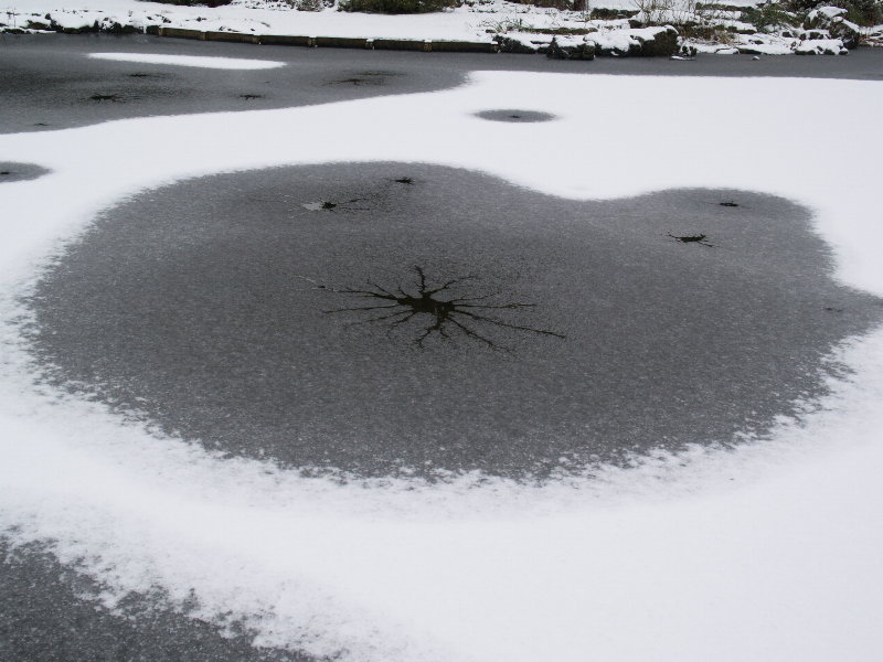 Pond slush, Botanic Garden, Cambridge, England