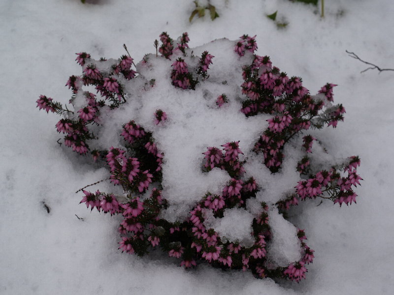 Heather, Botanic Garden, Cambridge, England