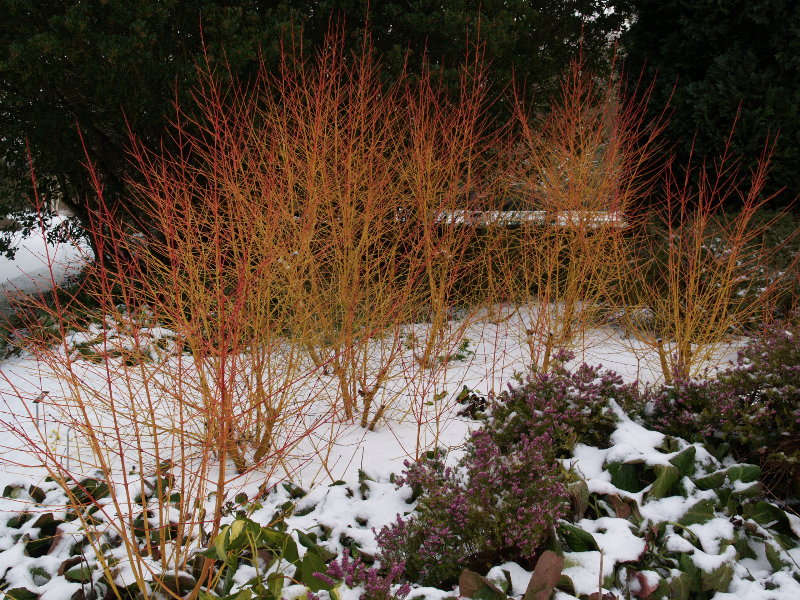 Cornus sanguinea 'Midwinter Fire', Botanic Garden, Cambridge, England