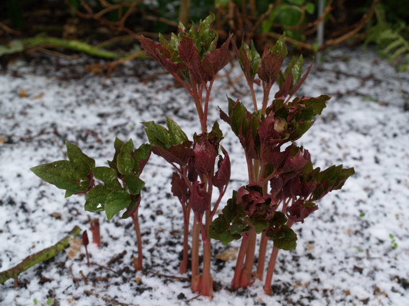 Peony shoots, Botanic Garden, Cambridge, England