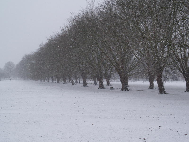 Plane trees, Jesus Green, in snow flurry, Cambridge, England
