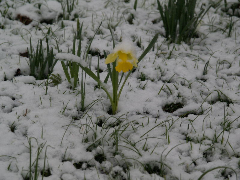 Daffodil, Botanic Garden, Cambridge, England