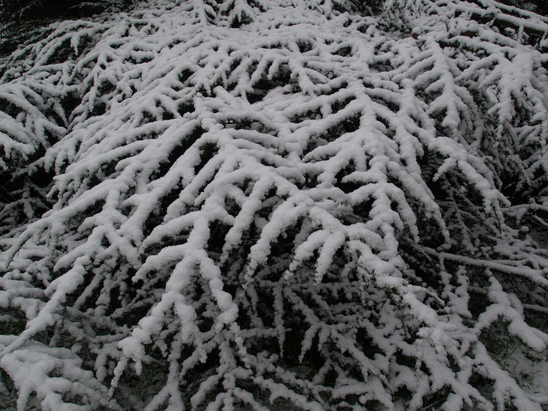 <em>Cedrus atlantica</em>, Botanic Garden, Botanic Garden, Cambridge, England