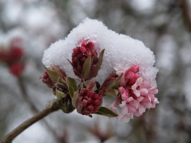 <em>Viburnum x bodnantense</em> 'Dawn', Botanic Garden, Cambridge, England