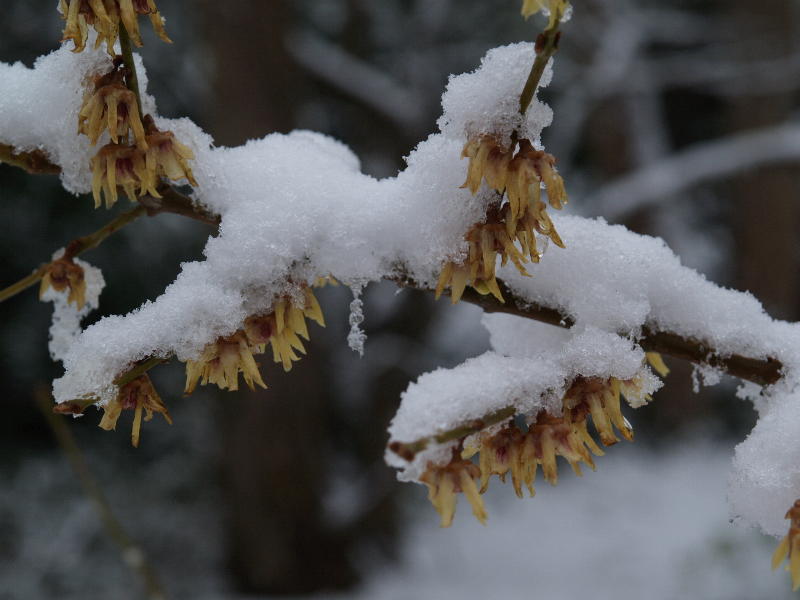 Winter sweet, <em>Chimonanthus praecox</em>, Botanic Garden, Cambridge, England