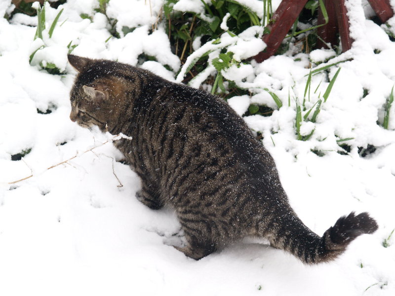 Faris (the cat) hunting in the snow, Roseford Road, Cambridge, England