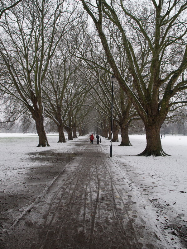 Plane trees, Jesus Green, Cambridge, England