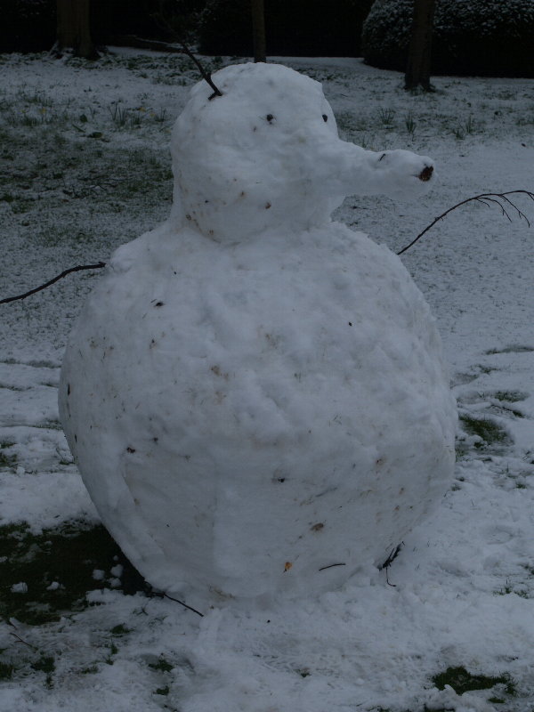 Snow bird, Trinity College Fellows' Garden, Cambridge, England