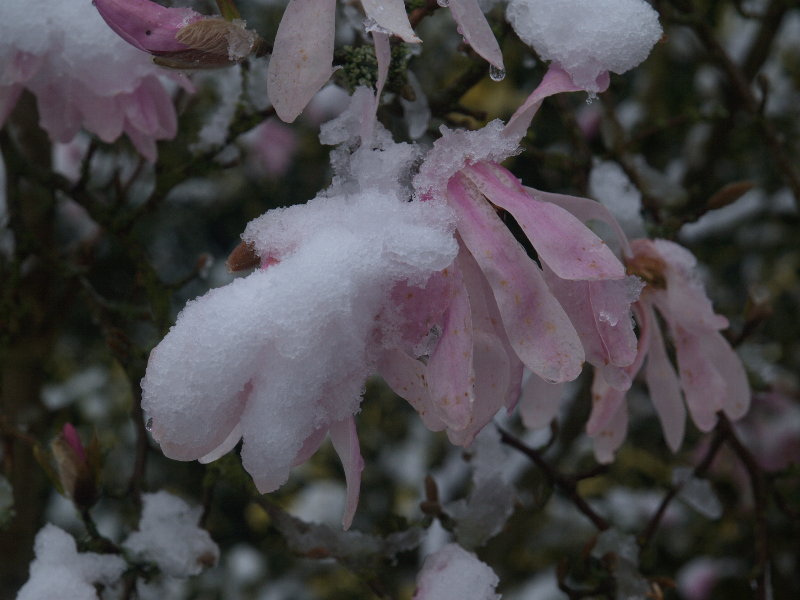 Magnolia, Trinity College Fellows' Garden, Cambridge, England
