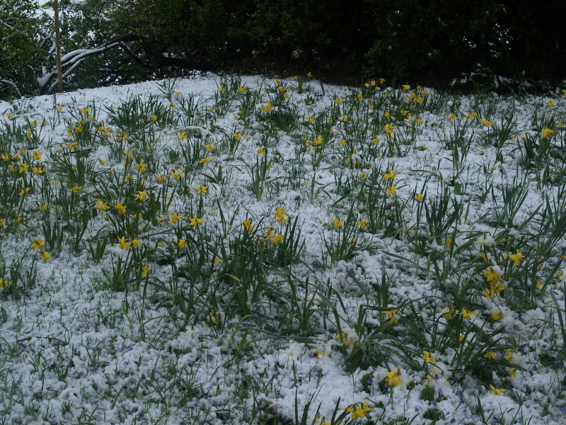 Daffodils in snow, Clare College, Cambridge, England