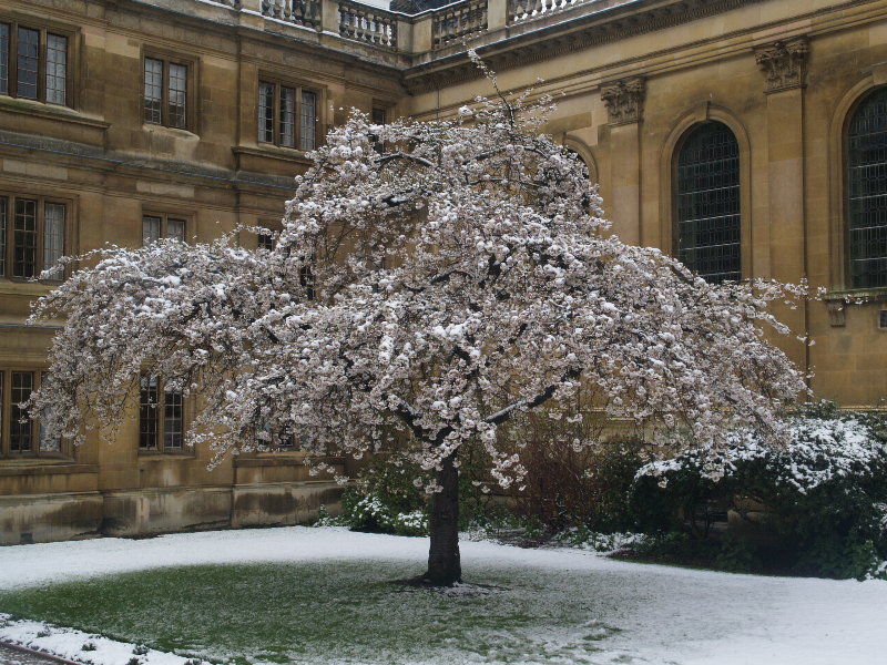 Cherry tree in flower, Clare College, Cambridge, England