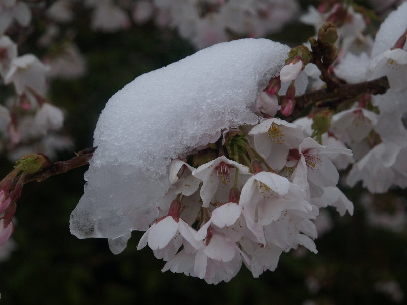 <em>Prunus x yedoensis</em> (cherry tree) flowers, Botanic Garden, Cambridge, England