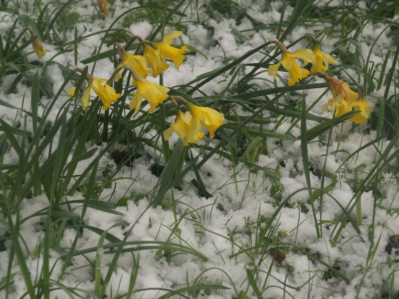 Daffodils in snow, Botanic Garden, Cambridge, England