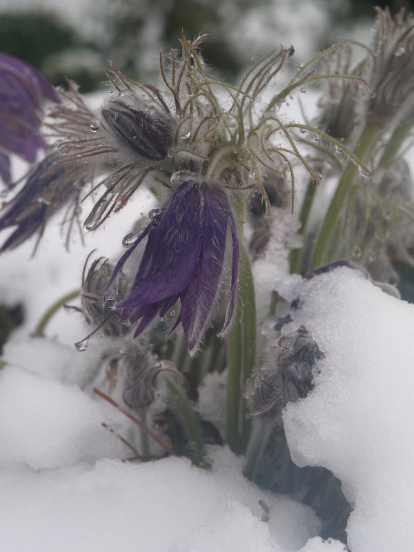 <em>Pulsatilla halleri</em>, Botanic Garden, Cambridge, England