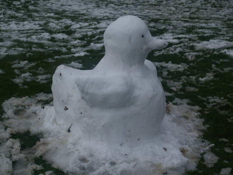 Snow duckling, Jesus Green, Cambridge, England