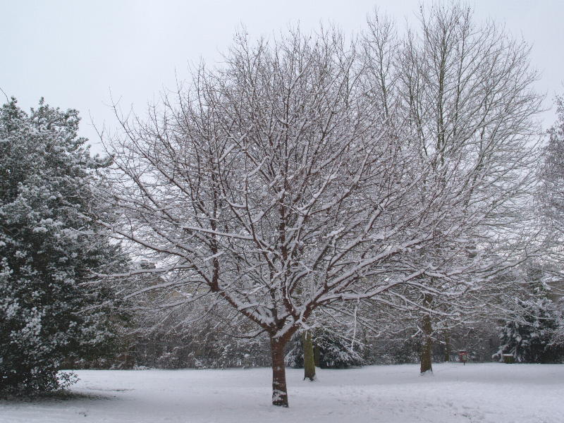 Cherry tree, Alexandra Gardens, Cambridge, England