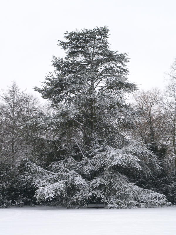 Cedar tree, Trinity College, Cambridge, England