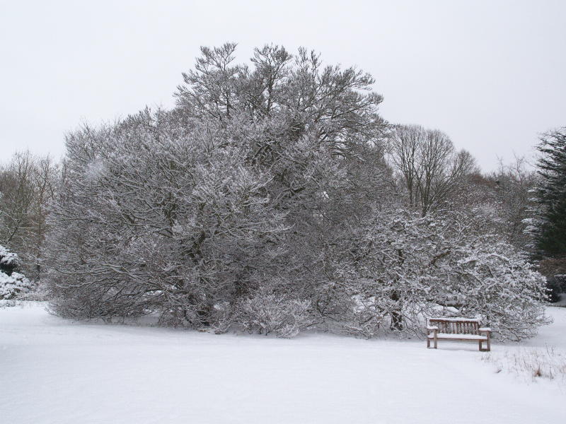 Fernleaf Beech and Medlar, Trinity College Fellows' Garden, Cambridge, England