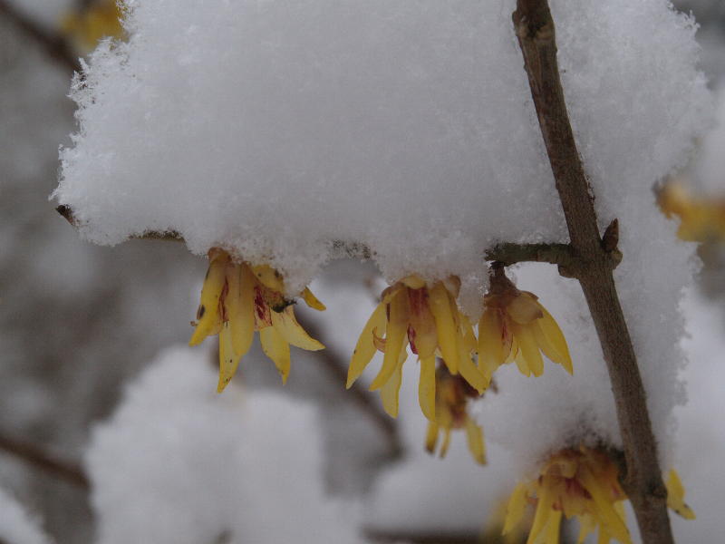 Winter sweet (<em>Chimonanthus praecox</em>), Trinity College Fellows' Garden, Cambridge, England