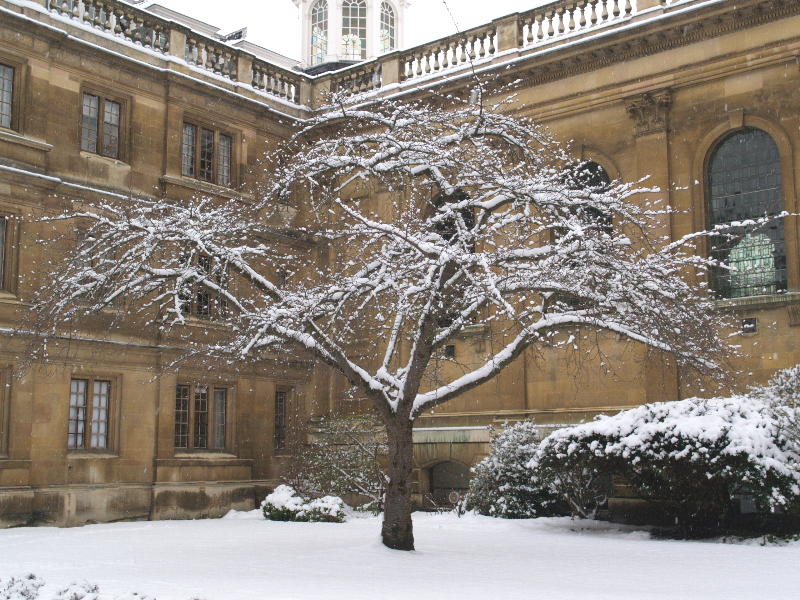 Cherry tree, Clare College, Cambridge, England
