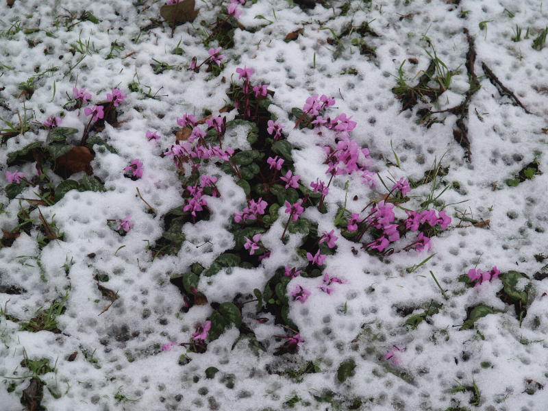 Cyclamen, Trinity College, Cambridge, England