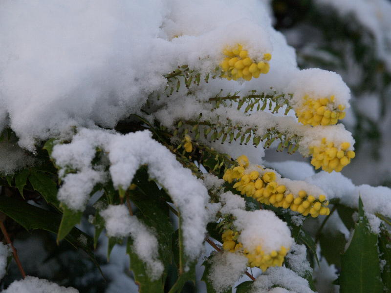 Mahonia japonica, Roseford Road, Cambridge, England