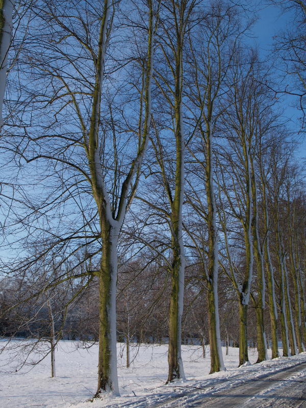 Lime Trees, The Avenue, Trinity College, Cambridge, England