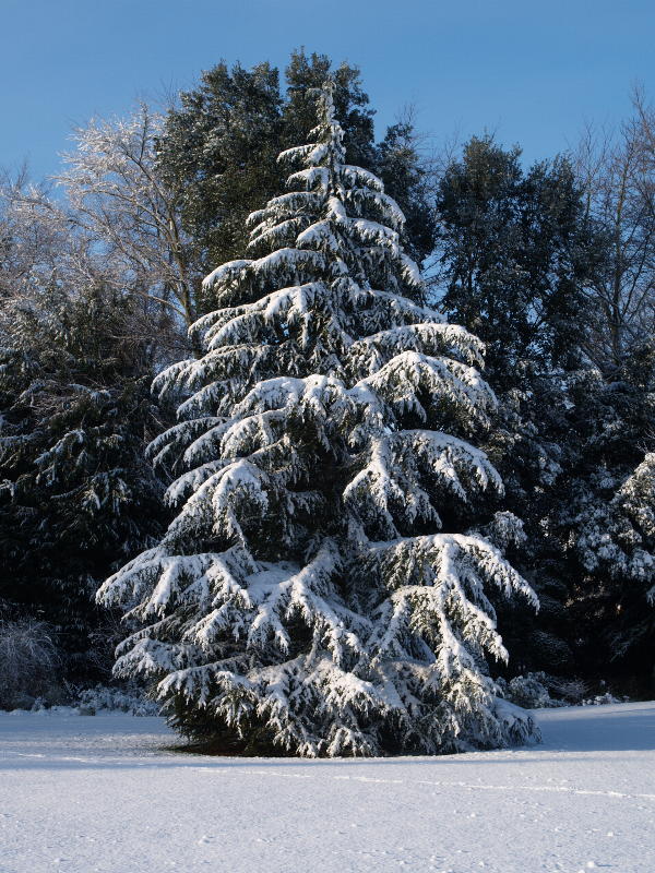 Cedar (?) tree, Fellows' Garden, Trinity College, Cambridge, England