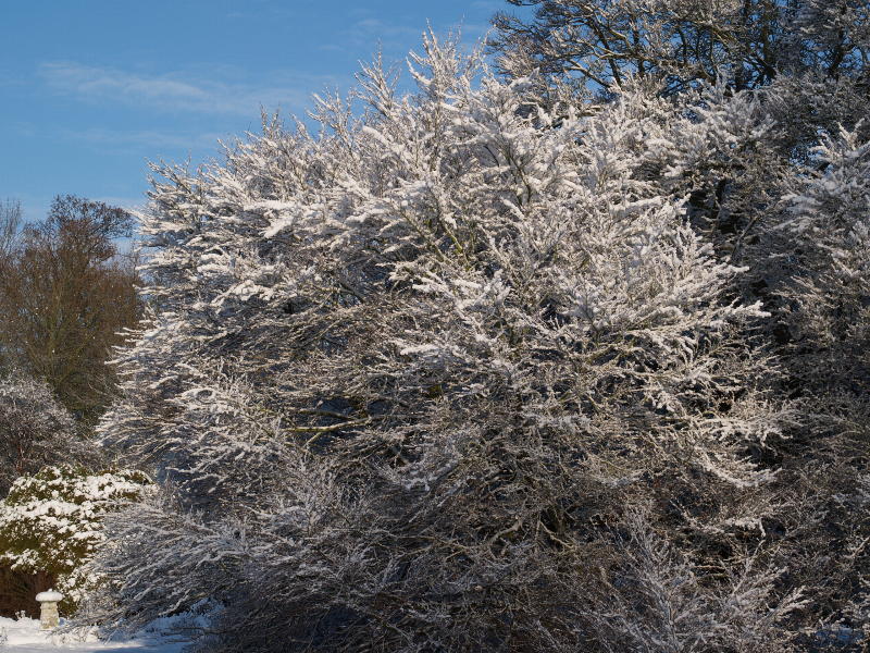 Fern-leaved Beech, Fellows' Garden, Trinity College, Cambridge, England