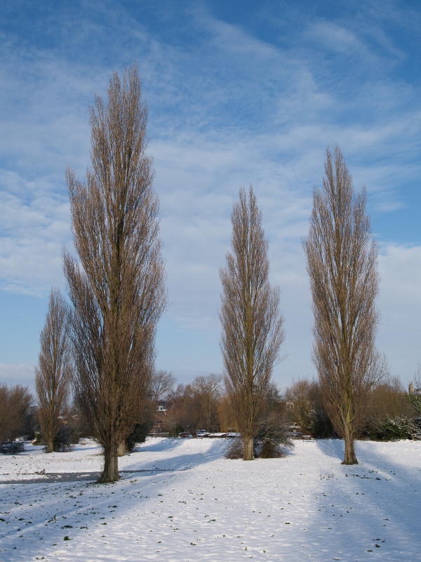 <em>Populus nigra 'Italica'</em> (Lombardy Poplar), Sheep's Green (Coe Fen), Cambridge, England