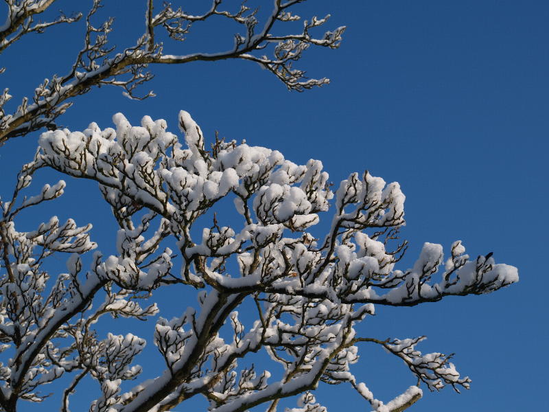 branches, <em>Magnolia x soulangeana</em> (Saucer Magnolia), Botanic Garden, Cambridge, England
